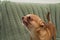 Aggressive small Chihuahua dog on sofa