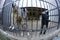 Aggressive stray dog snarling, barking behind bars in the aviary,