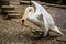 Aggressive swan with spread wings on the pavement