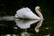 Aggressive swan symmetrically reflected on lake mirror