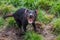 Aggressive Tasmanian devil Sarcophilus harrisii with mouth open showing teeth and tongue