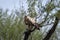 Aggressive Tawny eagle or Aquila rapax feasting on Spiny tailed lizard or Uromastyx kill in his claws perched on branch of tree