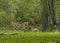 Aggressive Tigress and Cub at Tadoba Tiger reserve Maharashtra,India