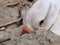 Aggressive white female duck or swan in her nest.