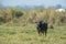 Aggressive Wild Water Buffalo  at kazhiranga National park, Assam