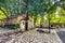 Agia Theodora church. On the roof of the church have grown giant trees without any roots inside.