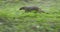 Agile animal,  Banded mongoose, Mungos mungo running in green forest of Amboseli, Kenya. Low angle, motion blur effect, wild