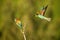 Agile european bee-eater flying around another sitting on twig in morning summer