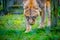 An agile female lioness in Jacksonville, Florida