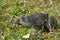 Agile Frog (Rana dalmatina) in grass