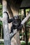 Agile Gibbon or Dark Handed Gibbon in Thai