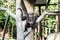 Agile Gibbon or Dark Handed Gibbon in Thai