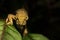 Agile and stealthy chameleon on black background