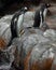 Agile sub-Antarctic penguins jump out of the water leaving a plume