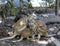 Agile Wallabies (Notamacropus agilis) resting in a zoo : (pix Sanjiv Shukla)