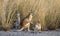 Agile wallabies in outback northern Queensland.