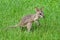 Agile wallaby joey, Kakadu National Park