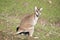 The agile wallaby is looking for food