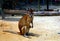 The agile wallaby Macropus agilis also known as the sandy wallaby