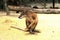 The agile wallaby Macropus agilis also known as the sandy wallaby