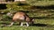 The agile wallaby, Macropus agilis also known as the sandy wallaby is a species of wallaby