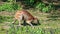 The agile wallaby, Macropus agilis also known as the sandy wallaby is a species of wallaby