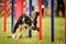 Agility and border collie. Black and white Border collie is running agility competition