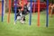 Agility and border collie. Black and white Border collie is running agility competition