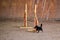 Agility competitions sports competitions with dog to improve contact with owner. Small long haired black and tan toy terrier has