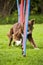 Agility dog doing slalom