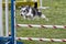 Agility Dog Going over a Jump