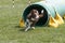 Agility Dog Going Through Tunnel