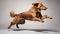 agility jumping dog