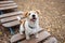 Agility lesson. Dog training town. Wirehaired Jack Russell Terrier puppy sits on the step of a hanging rope ladder