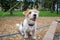 Agility lesson. Dog training town. Wirehaired Jack Russell Terrier puppy sits on the step of a hanging rope ladder