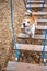 Agility lesson. Dog training town. Wirehaired Jack Russell Terrier puppy walking on a hanging rope ladder