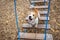 Agility lesson. Dog training town. Wirehaired Jack Russell Terrier puppy walking on a hanging rope ladder