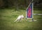 Agility sport for dogs. Preparation for the races in Aglity. Agility sport.