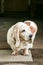 Aging Basset hound dog faded fur outdoor portrait