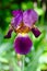 Aging Bearded Iris Flower