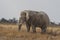 Aging Bull African Elephant Grazing in Etosha National Park, Namibia