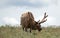 Aging Bull Elk in velvet bugling in Upper Falls meadow in Yellowstone National Park in Wyoming USA