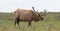 Aging Bull Elk in velvet bugling in Upper Falls meadow in Yellowstone National Park in Wyoming USA