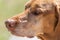 Aging Forlorn Vizsla dog breed