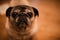 Aging Gracefully: The Gentle Soul of an Old Pug