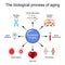 aging process. Frailty Biomarkers