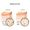 Aging process. younger and older skin.