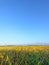 The aging rice fields look yellow with a bright and beautiful blue sky