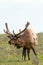 Aging shedding Bull Elk at Upper Falls meadow in Yellowstone National Park in Wyoming USA