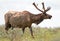 Aging shedding Bull Elk at Upper Falls meadow in Yellowstone National Park in Wyoming USA